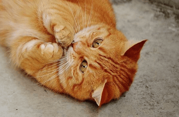Mitos y verdades sobre los gatos: Lo que necesitas saber para una tenencia responsable