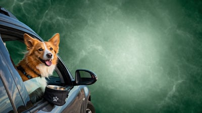 Viajar con tu mascota a Panamá desde Colombia