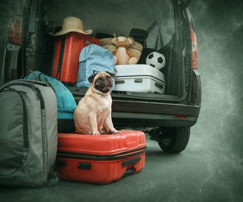 como puedo viajar con mi mascota 