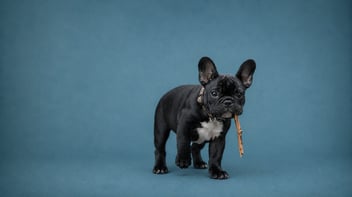 ¿Por qué mi perro se come el popó? Guía completa I Clinica raza