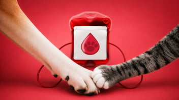 banco-de-sangre-para-mascotas-bogotá