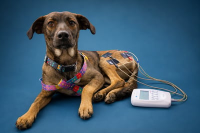 Fisioterapia para mascotas: terapias y beneficios