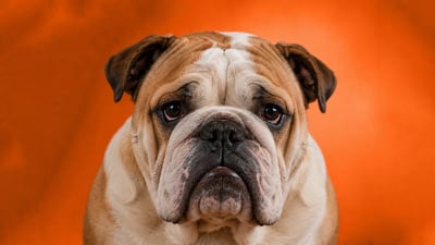 Cáncer en perros: síntomas, señales y tratamientos clave