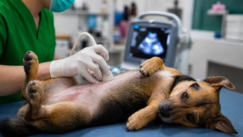 5 Motivos por la que tu mascota puede requerir una ecografía