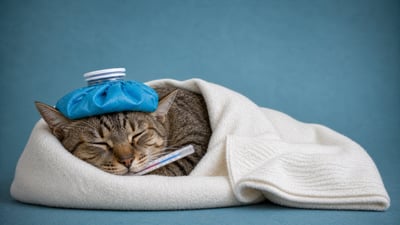 6 Enfermedades que podría tener tu mascota y no lo sabías
