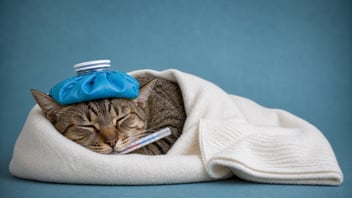 Urgencias Veterinarias 24 horas 