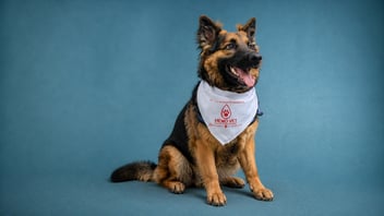 ¿Cómo mi mascota puede donar sangre?
