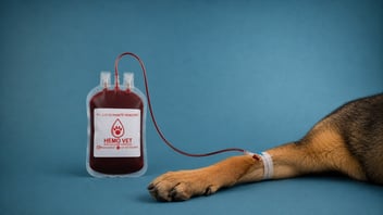 ¿Dónde conseguir sangre sangre para mascotas? en Bogotá
