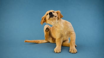 Mi perro se rasca mucho: qué significa y cuáles son las causas más comunes
