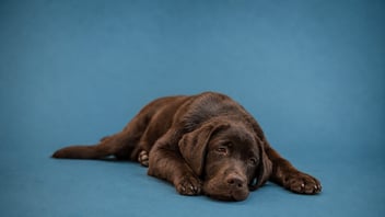 Mi perro siempre tiene diarrea: qué significa y por qué ocurre