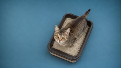 Mi gato no orina: causas y riesgos