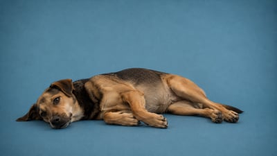 Mi perro no para de convulsionar: qué debo de hacer
