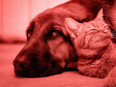 ¿Cómo funciona un banco de sangre para mascotas?