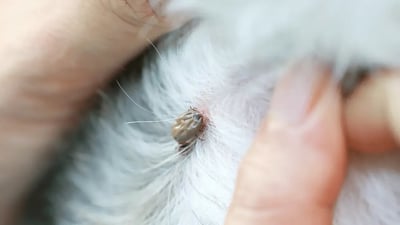 Peligros Ocultos: Enfermedades Transmitidas por Garrapatas en Mascotas
