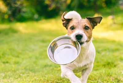 ¿Cuál concentrado debo elegir para mi mascota?