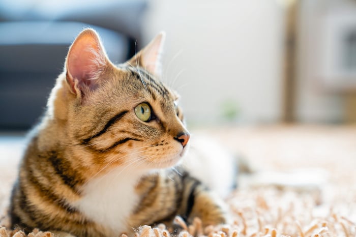 Si tu gato gusta de comer hilos ¡Cuidado!: El peligro mortal de un cuerpo extraño lineal
