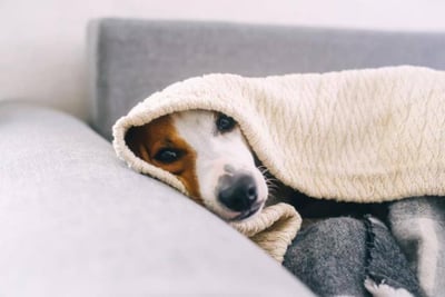 Pasos Críticos para Actuar Ante el Envenenamiento de tu Mascota