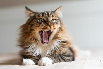 Remedios caseros para el mal aliento en gatos: soluciones naturales