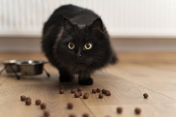 Mi gato no come como siempre ¿Está enfermo?