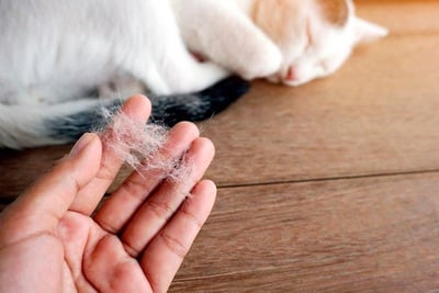 Por qué mi gato pierde pelo en exceso: Causas y soluciones