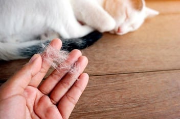 Por qué mi gato pierde pelo en exceso: Causas y soluciones
