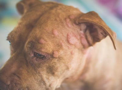 Problemas dermatológicos comunes en mascotas | Blog Clínica Raza