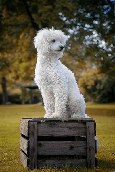 Curiosidades de RAZA: Poodle, un perro con clase | Clínica Raza
