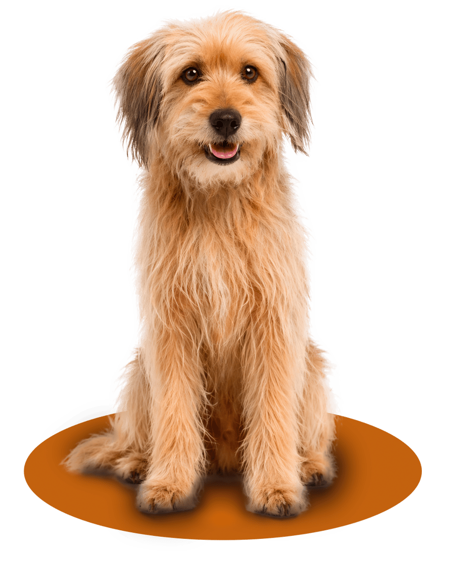Benji