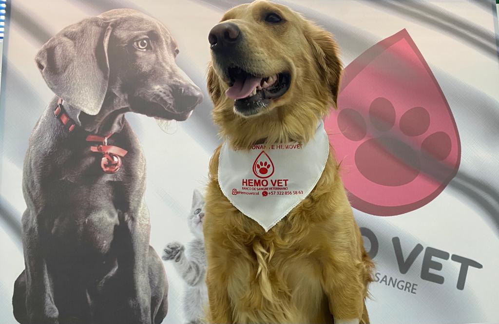 banco-de-sangre-para-mascotas-bogota