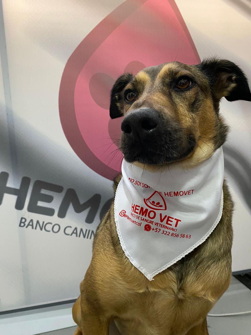 banco-de-sangre-para-mascotas