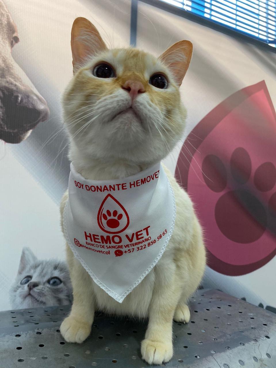 banco-de-sangre-para-mascotas-bogota