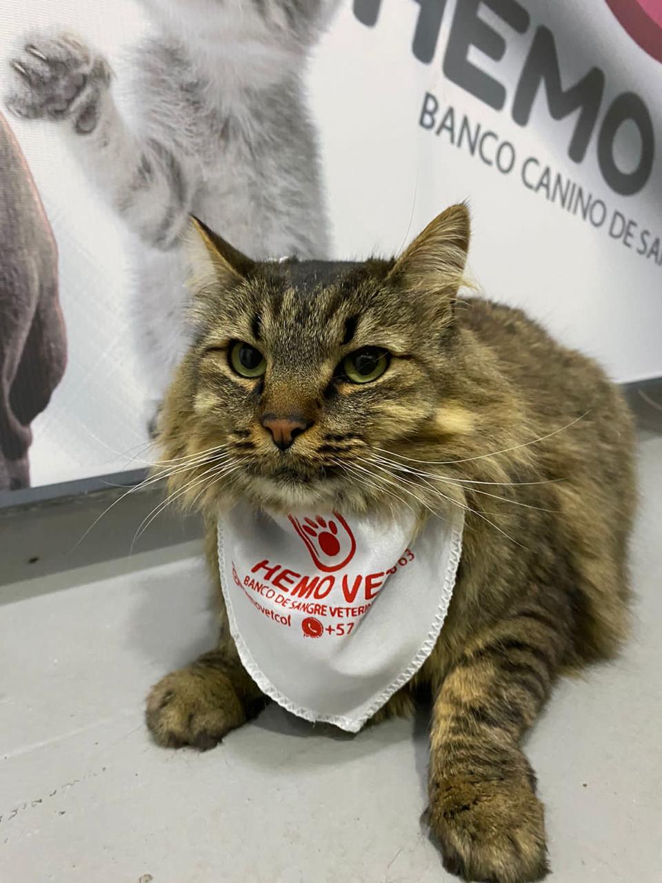 bando-de-sangre-para-mascotas-bogota