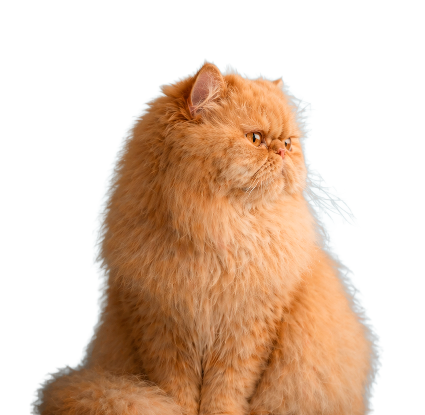 urgencias veterinarias en bogota