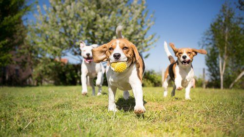 ¿Cómo elegir el alimento adecuado para tu mascota? | Clínica Raza