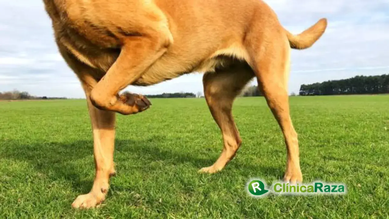 ¿Por qué mi perro cojea pero no se queja? | Clínica Raza