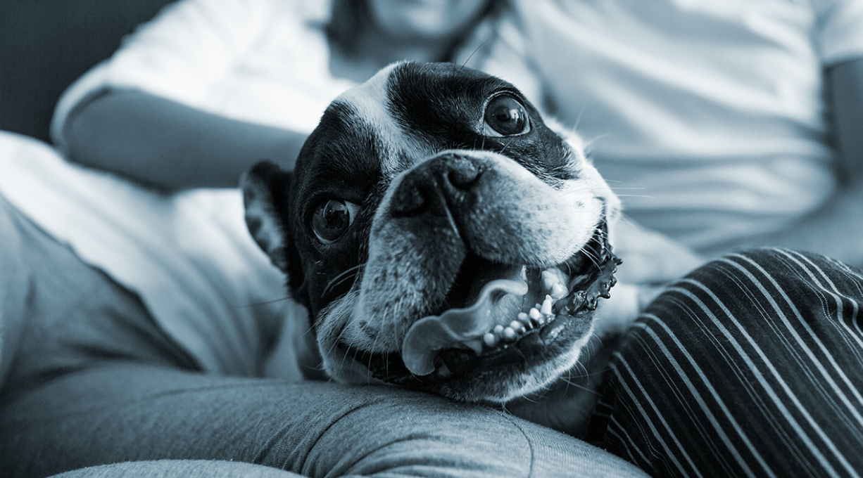 Seguro vs EPS para mascotas: qué es mejor para tu peludo