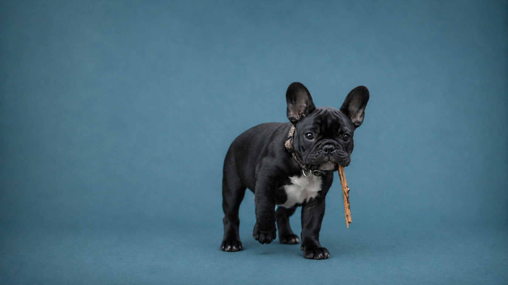 ¿Por qué mi perro se come el popó? Guía completa