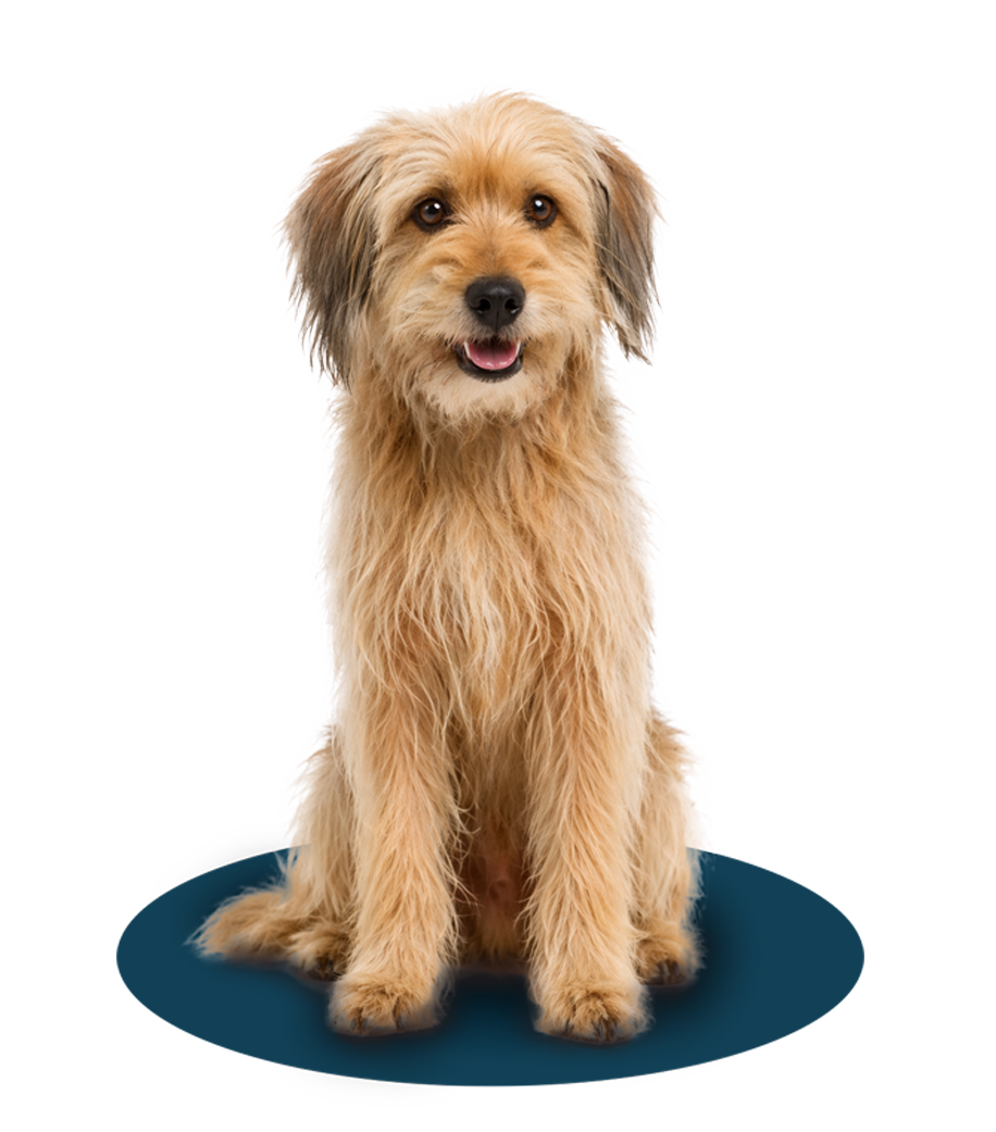 Eps para mascotas en bogotá