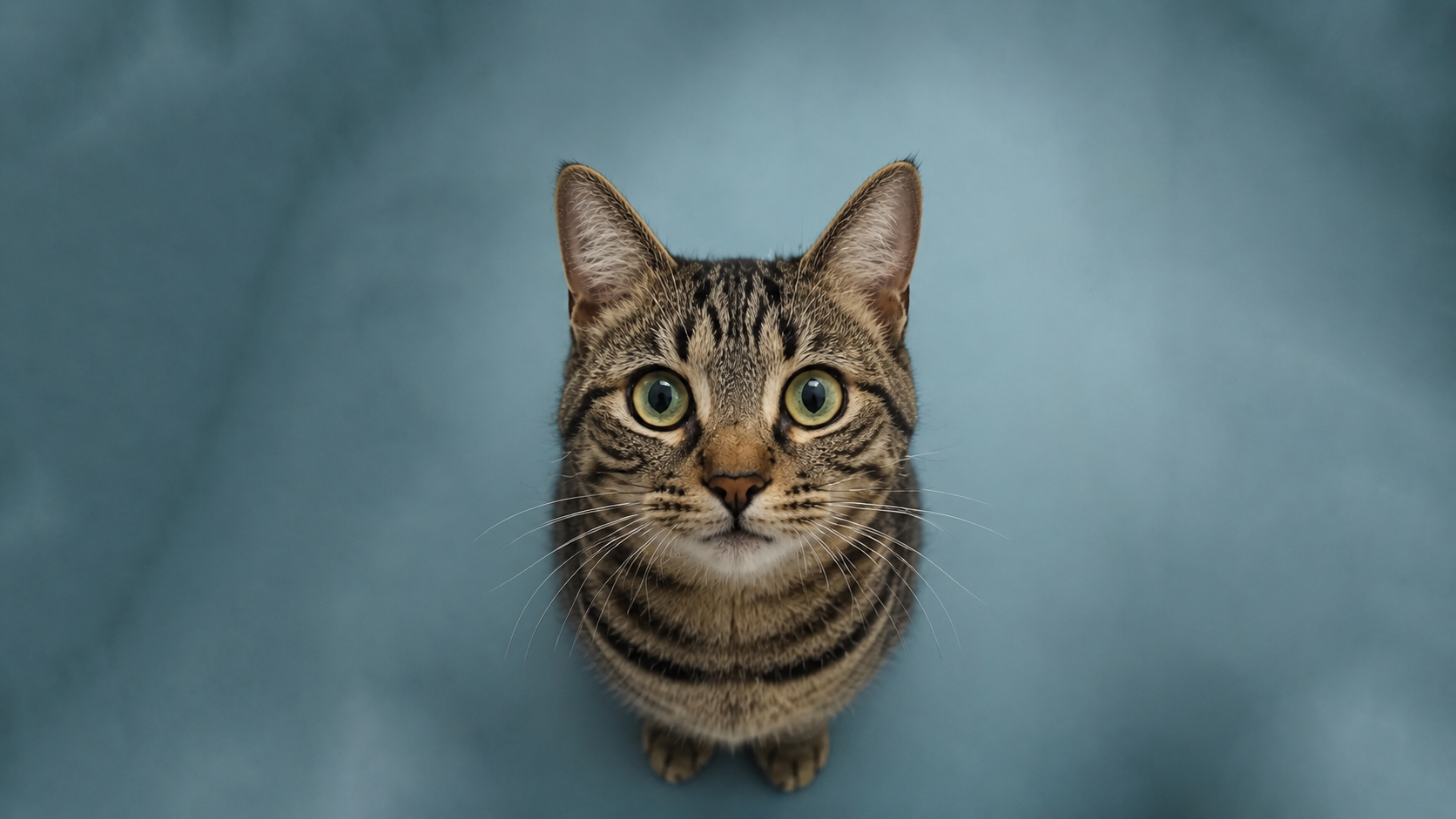 ¿Mi gato cayó de gran altura? Guía rápida de urgencias