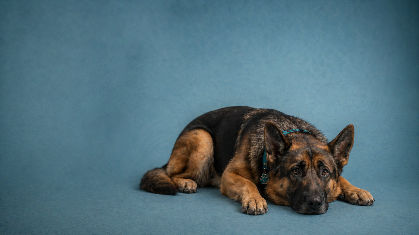 urgencias veterinarias 24 horas 