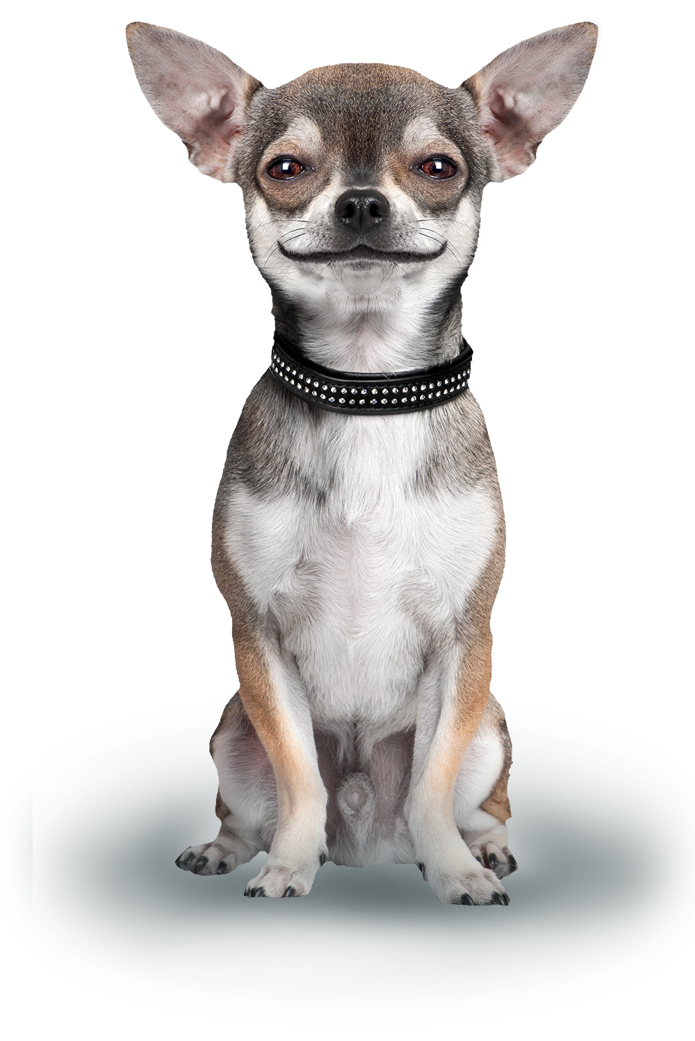 Clinicas veterinarias en santafé