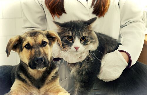 Consejos para una cita veterinaria exitosa con un especialista