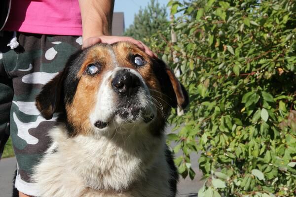 Cuidados para perros ciegos | Clínica Raza