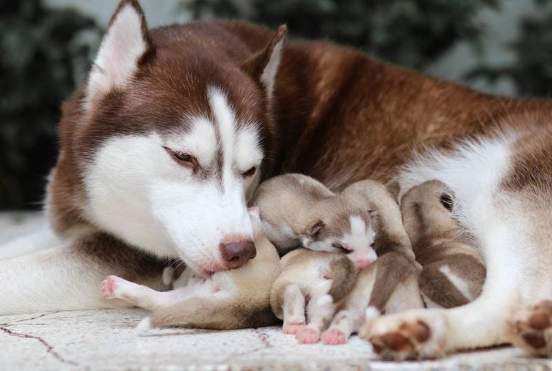 Cuidados esenciales durante la gestación de tu mascota