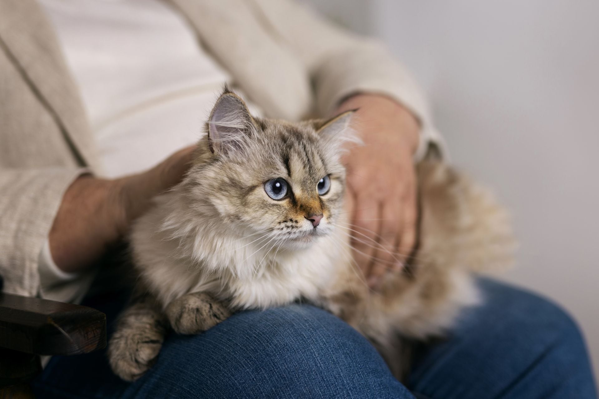 Enfermedades Crónicas en Gatos: Diagnóstico y Cuidados Esenciales