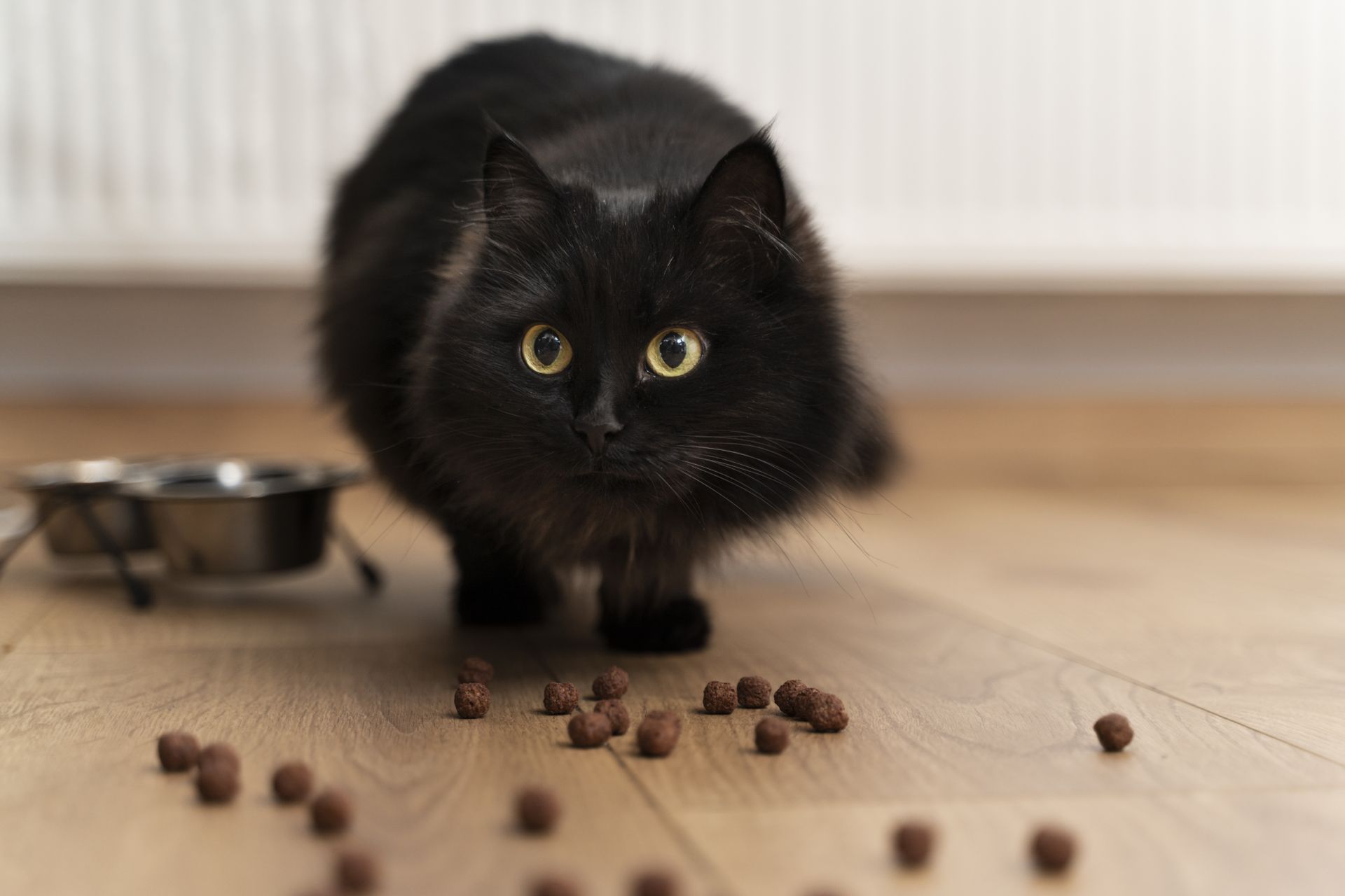 Mi gato no come como siempre ¿Está enfermo? | Clínica Raza