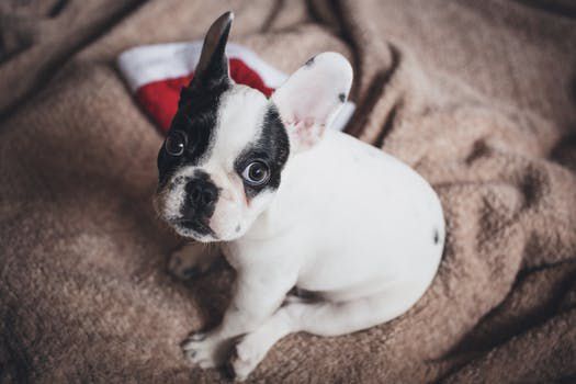 ¿Por qué mi perro arrastra su cola contra el suelo? | Clínica Raza