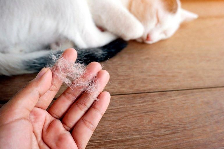 Por qué mi gato pierde pelo en exceso: Causas y soluciones