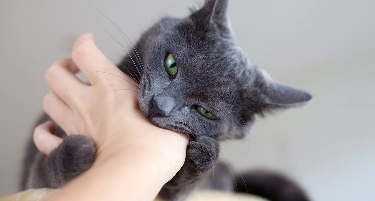 ¿Por qué mi gato me ataca sin motivo aparente? | Clínica Raza