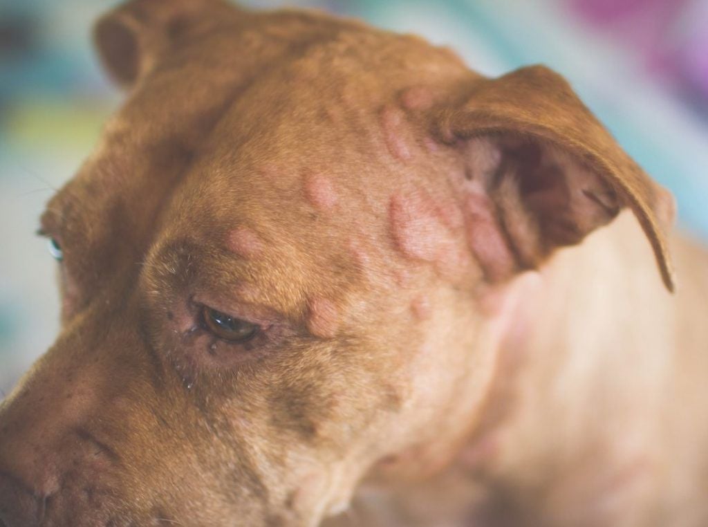 Problemas dermatológicos comunes en mascotas | Blog Clínica Raza